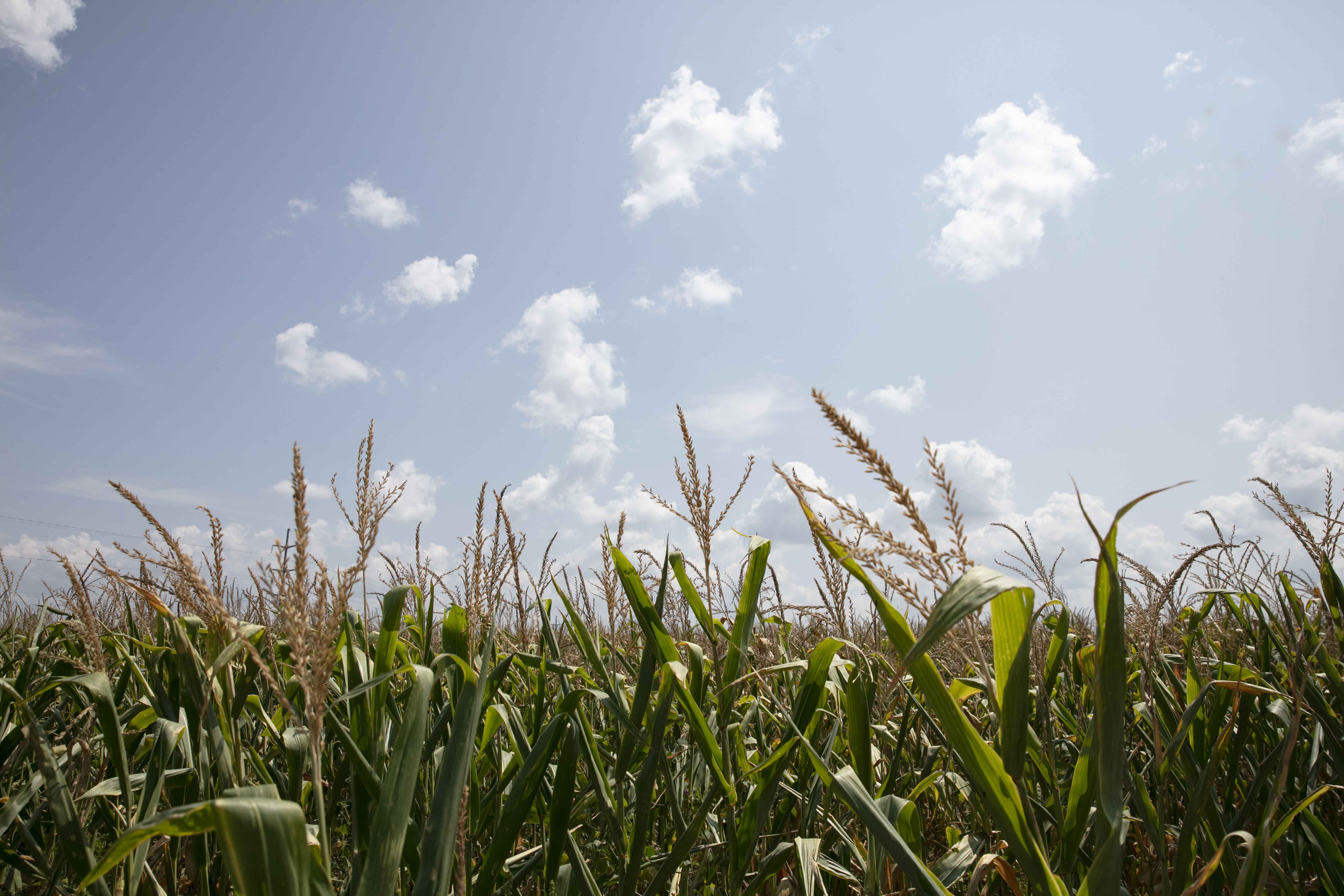 Corn Field