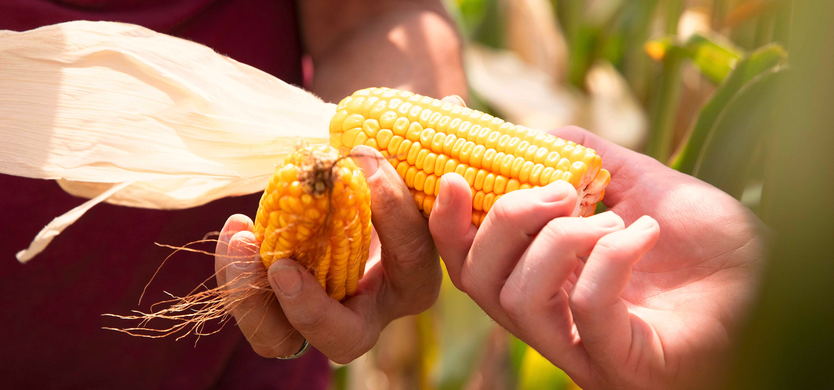 Hands and corn