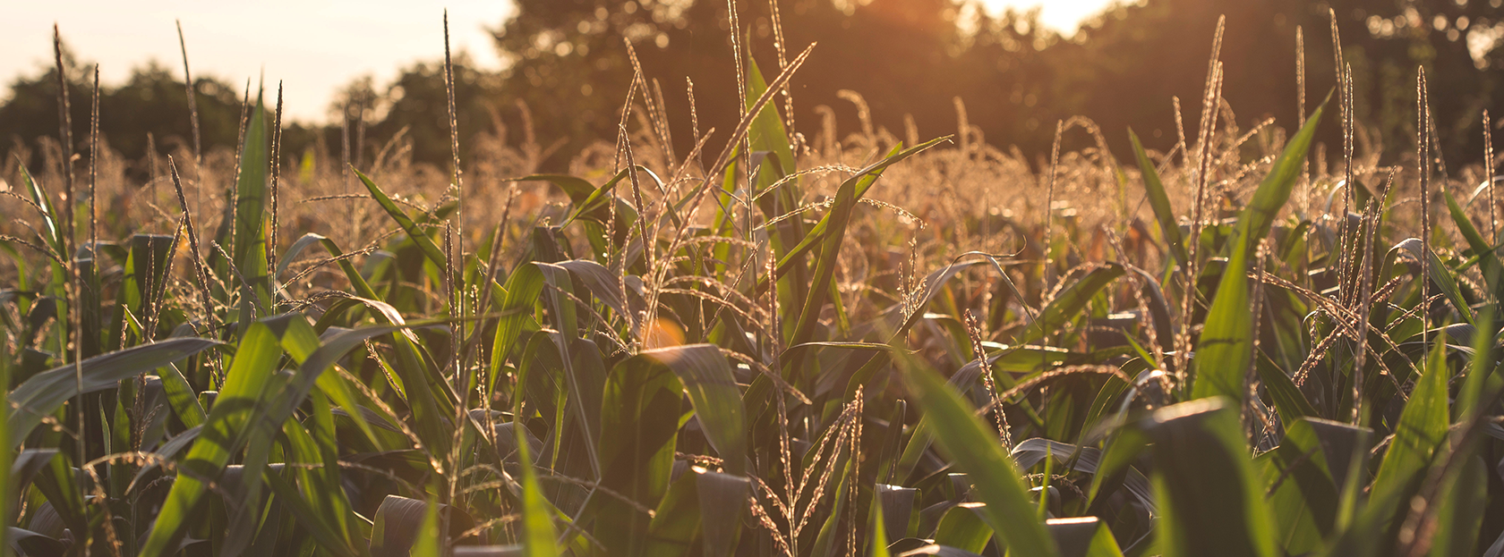 Corn field at sunset