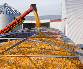 Filling grain truck