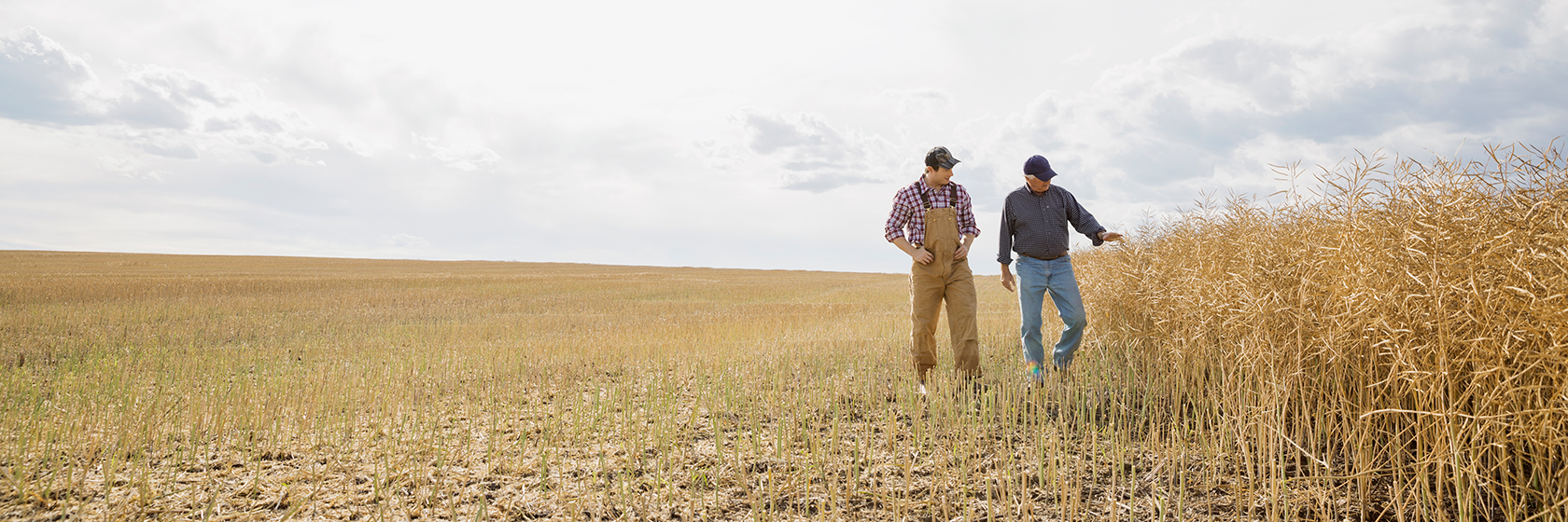 Men walking by wheat field