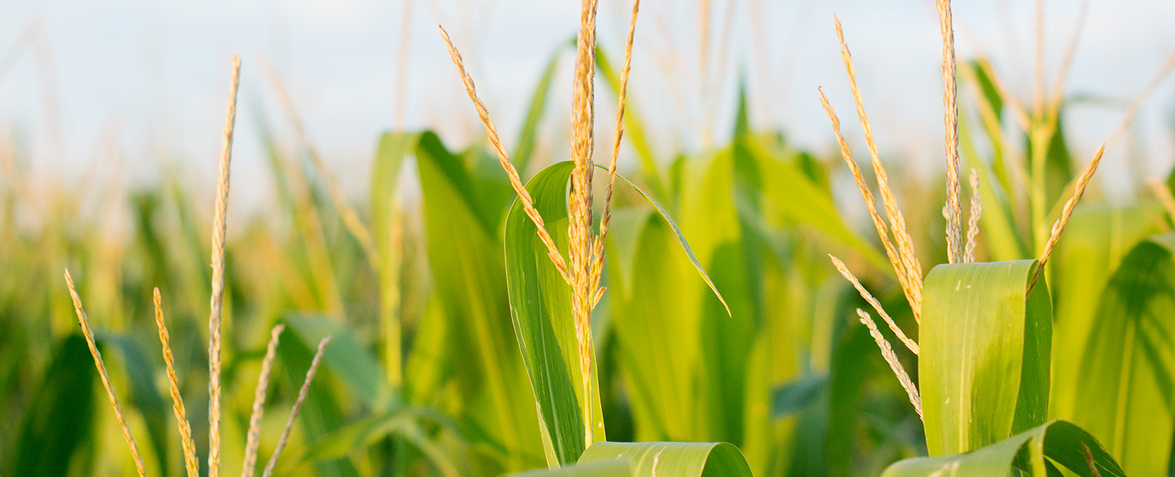 corn against blue skies