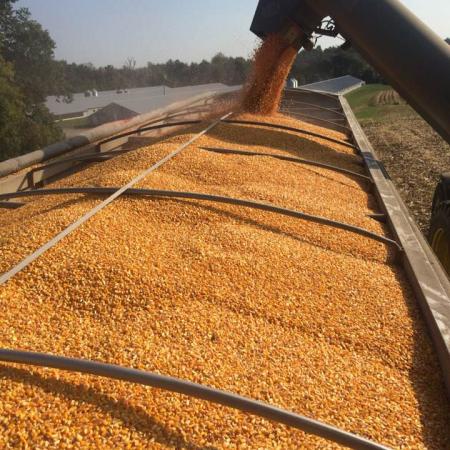 pile of corn