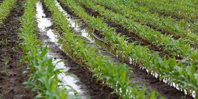 Flooded corn fields